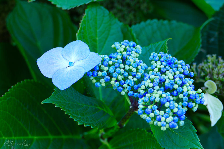 Blue Buds Photograph by Gene Lee