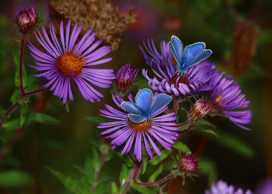 Blue Butterflies On Purple Asters Photograph
