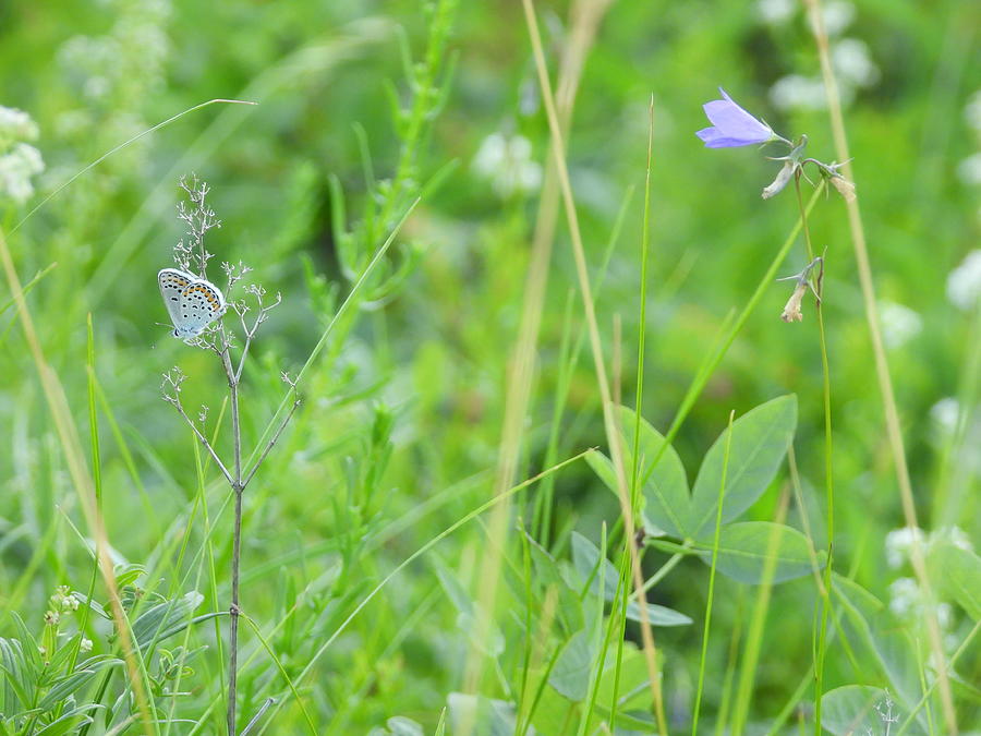 Blue Butterfly and Harebell Photograph by Amanda R Wright