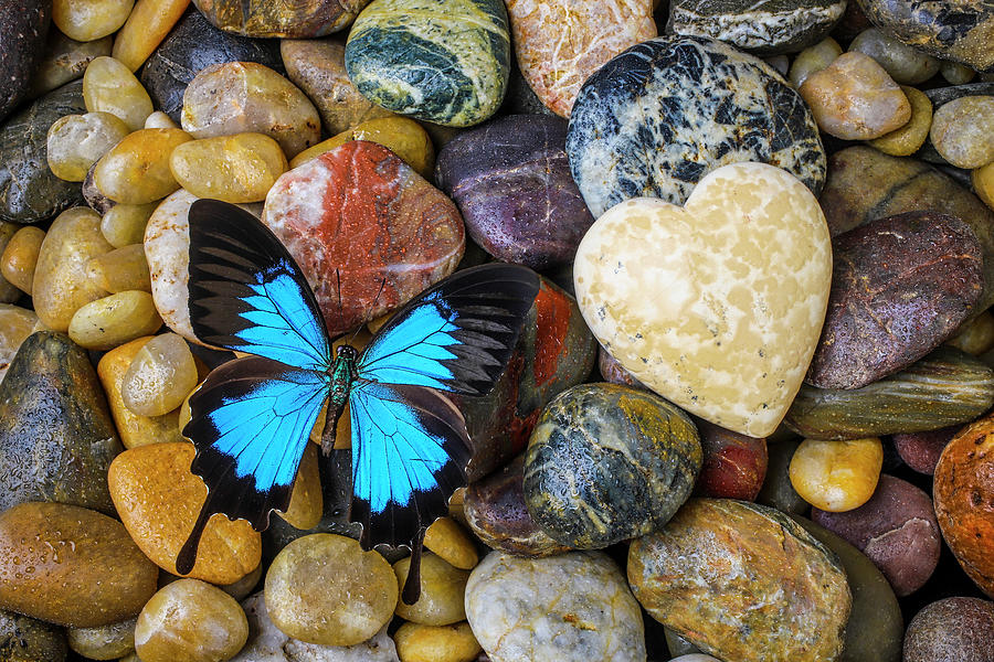 Blue Butterfly And White heart Photograph by Garry Gay