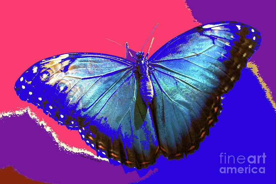 Blue Butterfly Photograph by Felicia Roth