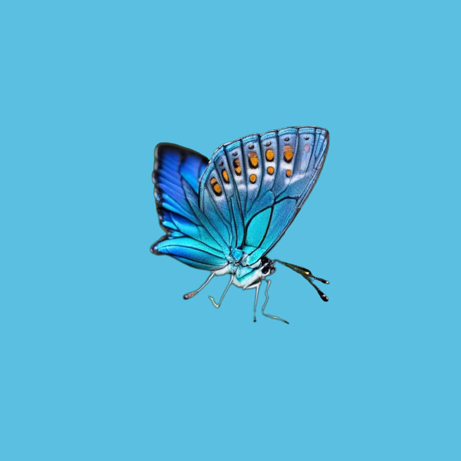 Blue Butterfly Digital Art by Nancy Ayanna Wyatt