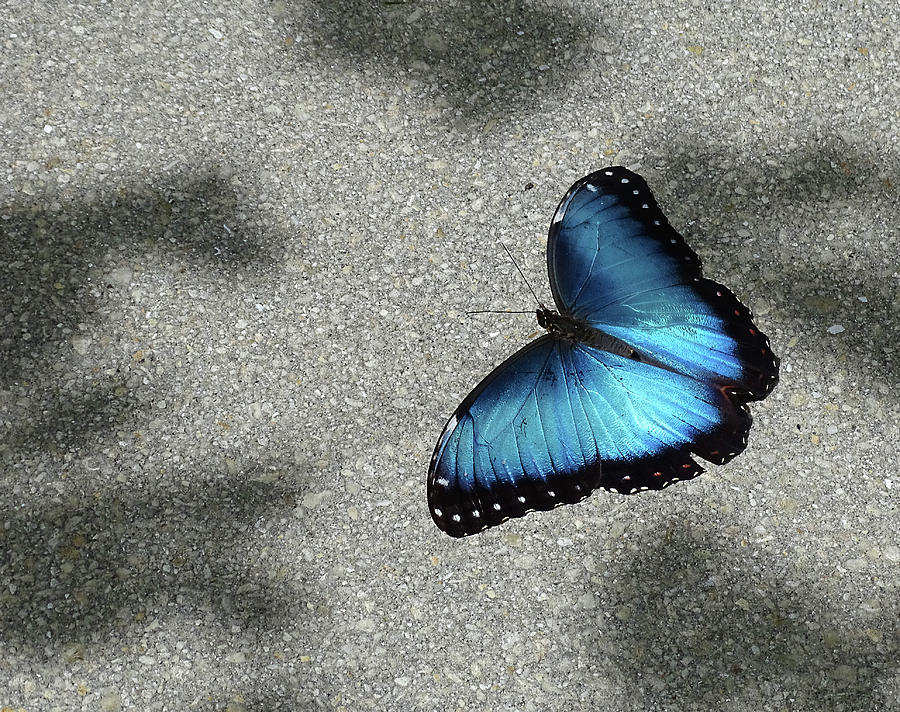Blue Butterfly Photograph by Nora Martinez