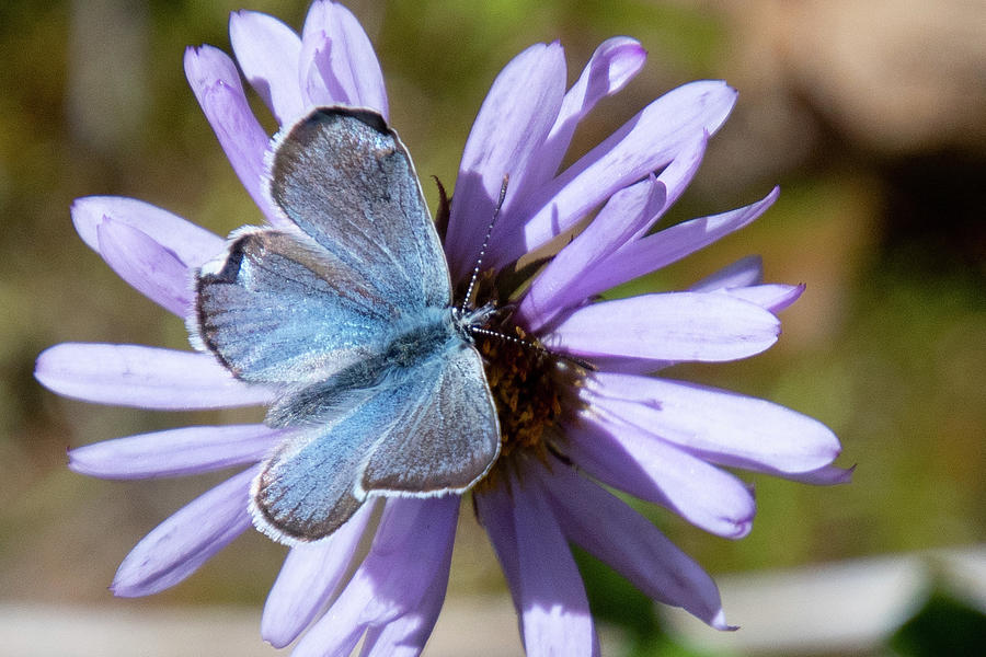 Blue Butterfly on Aster Photograph by Cascade Colors