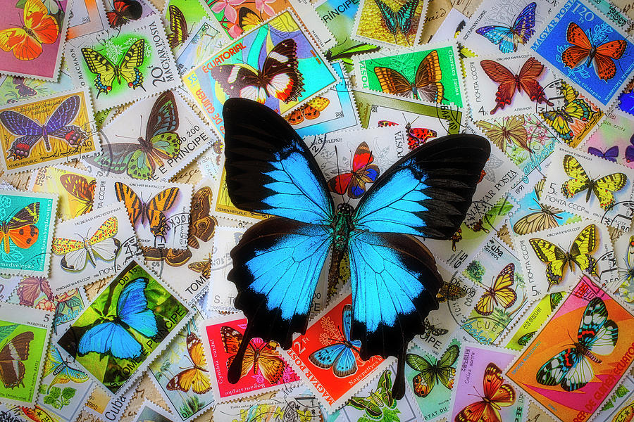 Blue Butterfly On Postage Stamps Photograph by Garry Gay