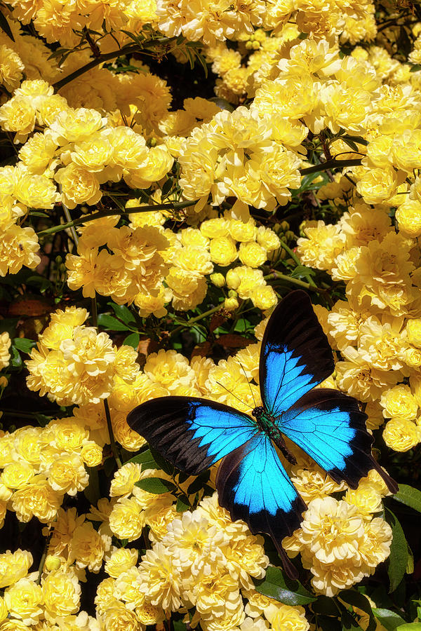 Blue Butterfly On Yellow Climbing Roses Photograph by Garry Gay