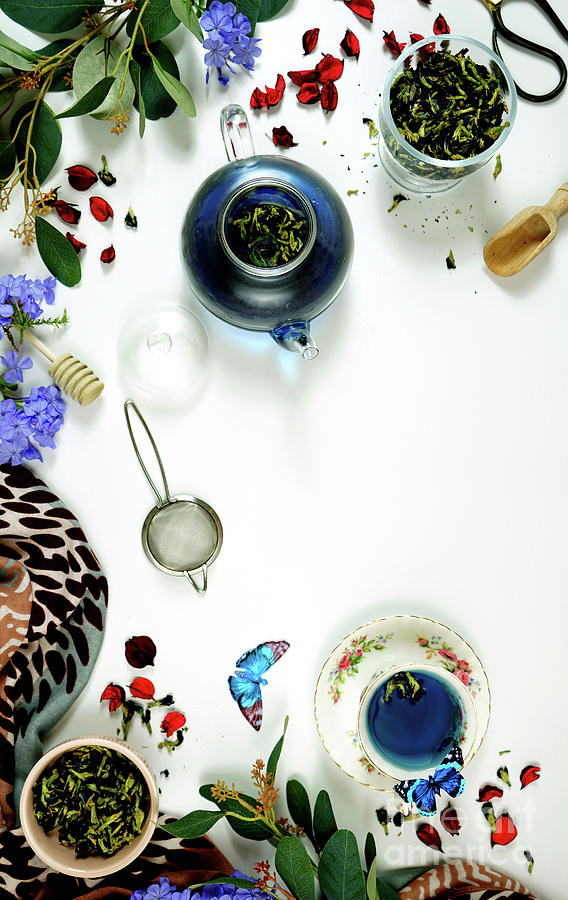 Blue Butterfly Pea Flower caffeine-free herbal tea creative concept layout. Photograph by Milleflore Images
