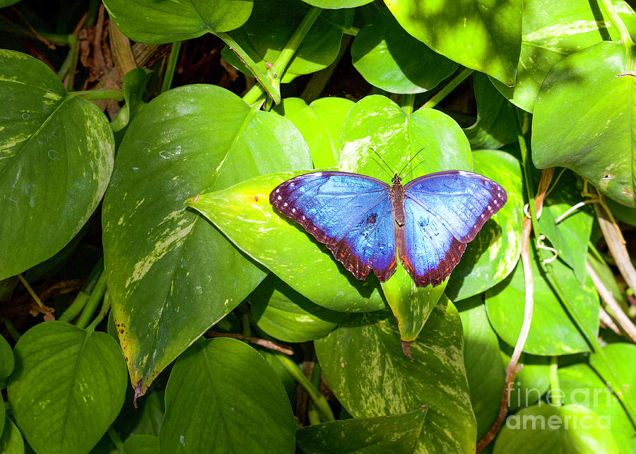 Blue Butterfly Photograph by Shirley Dutchkowski