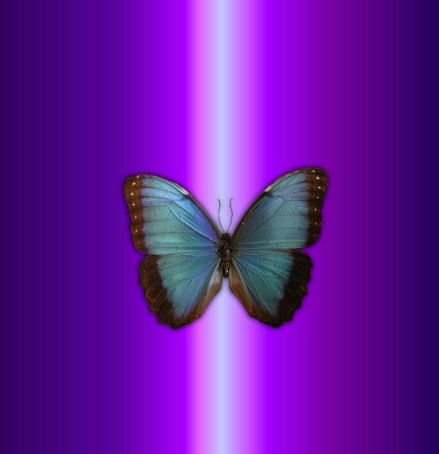 Blue Butterfly Digital Art by Susan Oliver