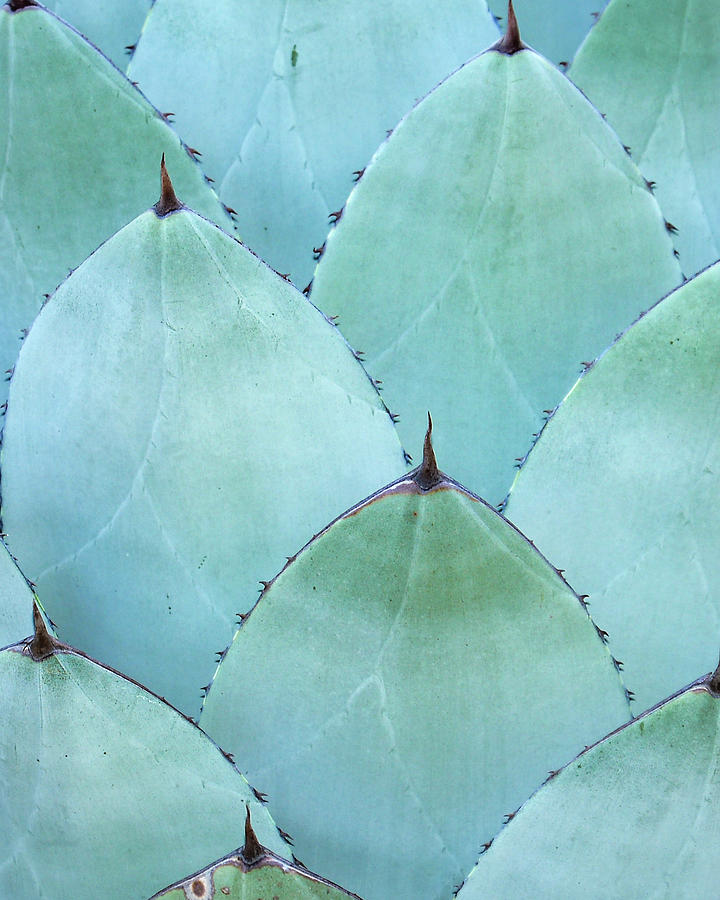 Blue Cactus Photograph by Mark Bloom