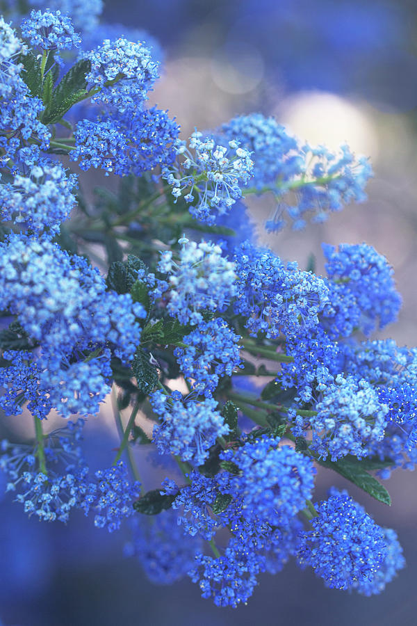 Blue California Lilac Photograph by Vanessa Thomas