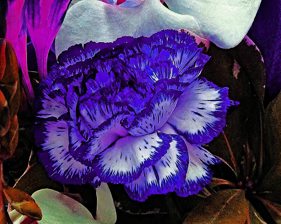 Blue Carnation Photograph by Andrew Lawrence