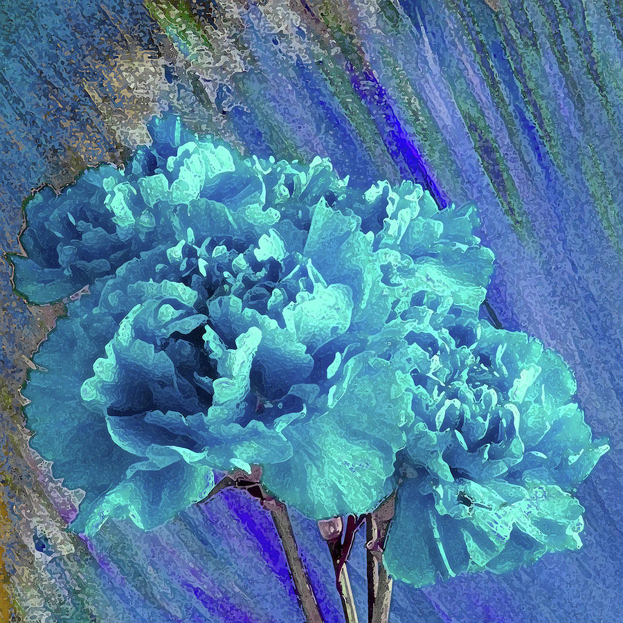 Blue Carnations Photograph by Corinne Carroll