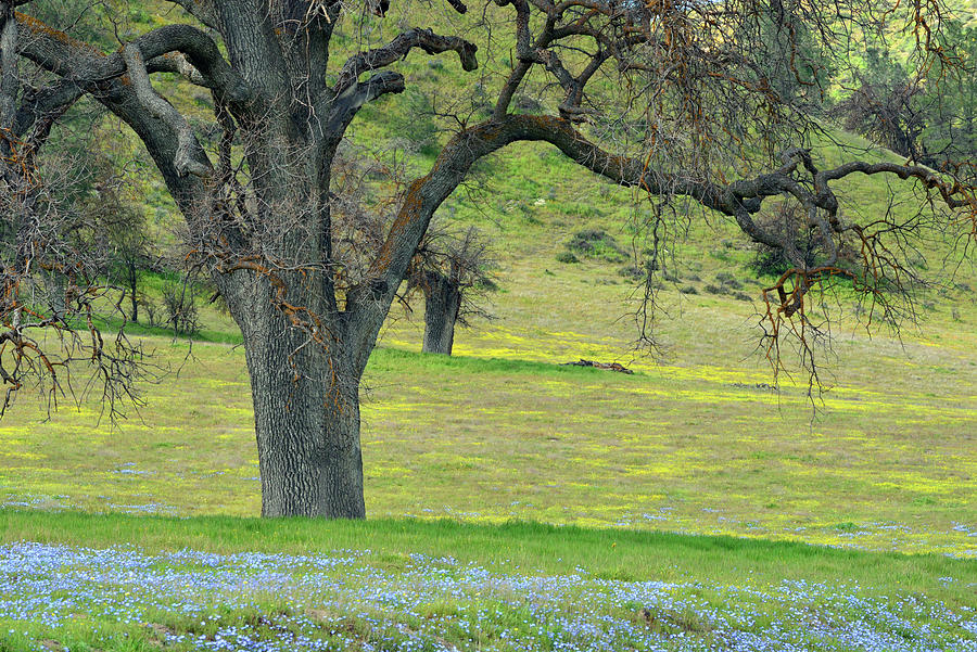 Blue Carpet and Oaks Photograph by Kathy Yates