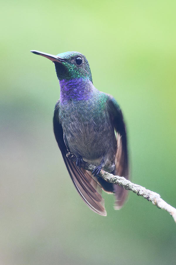 Blue-chested Hummingbird Photograph by David and Patricia Beebe