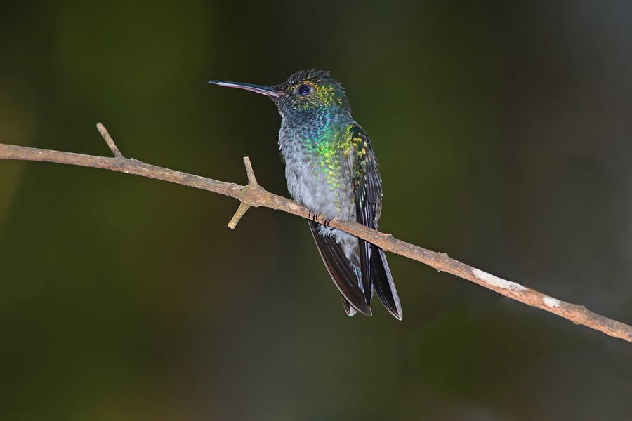 Blue-Chested Hummingbird Panama Photograph by Marlin and Laura Hum