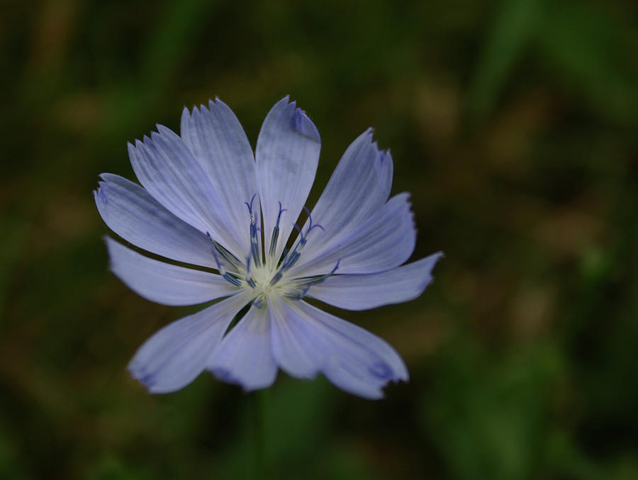 Blue Chicory Photograph by Callen Harty