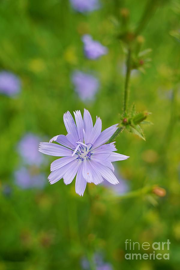Blue Chicory Wildflower Photograph by Claudia Zahnd-Prezioso