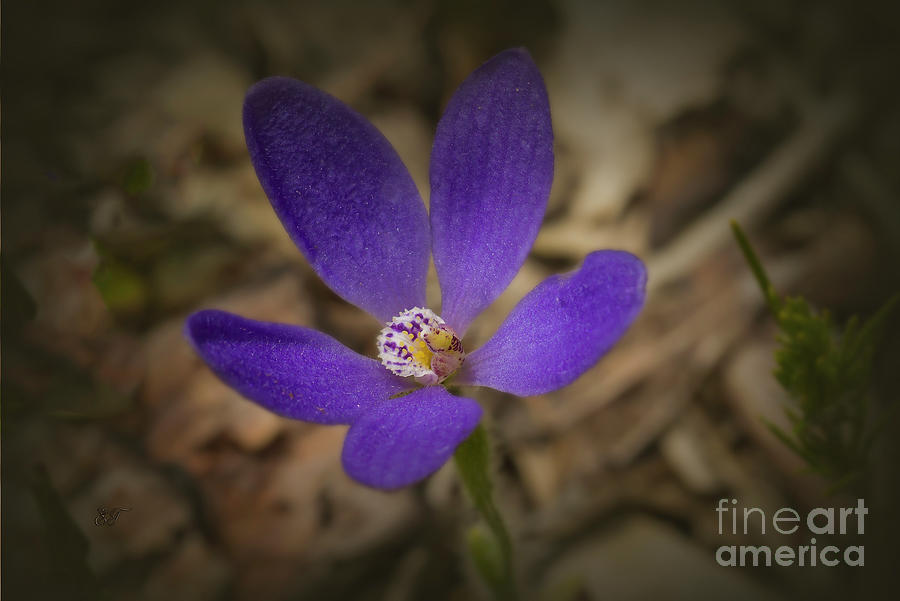 Blue China Orchid - Cyanicula gematta Photograph by Elaine Teague