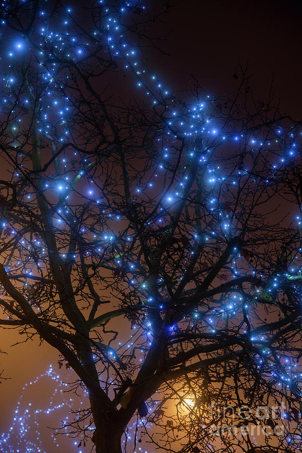 Blue Christmas Lights in the Fog After Dark Photograph by Tim Gainey