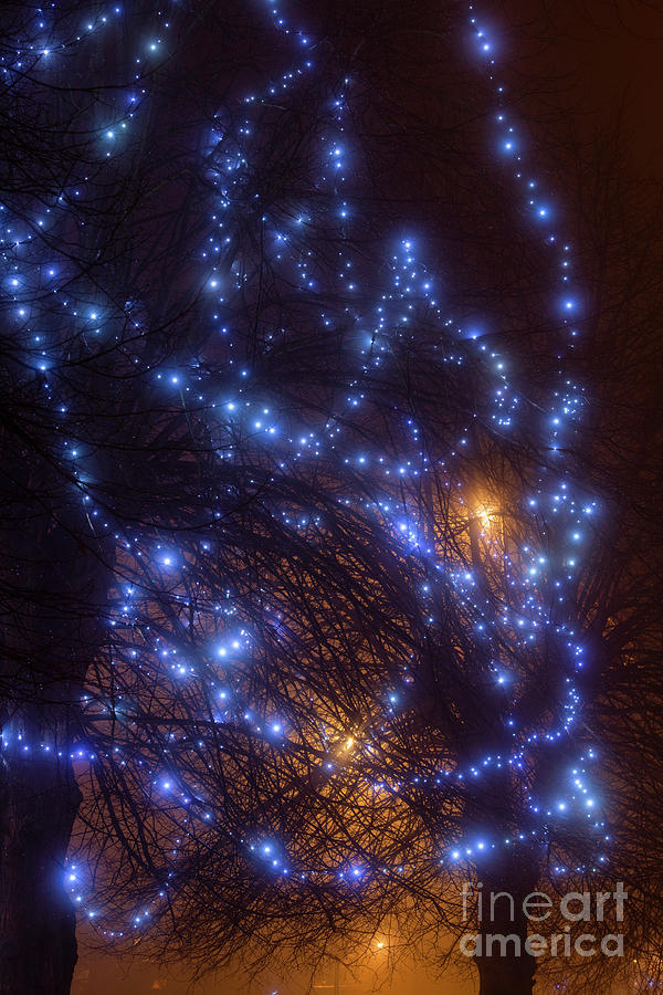 Blue Christmas Lights in the Fog at Night Photograph by Tim Gainey