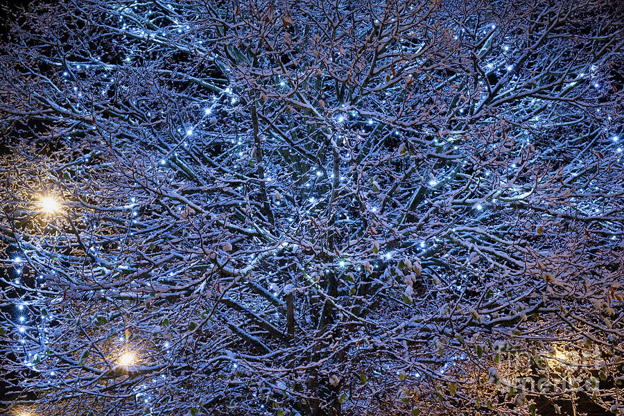 Blue Christmas Lights in the Night Snow Abstract Photograph by Tim Gainey