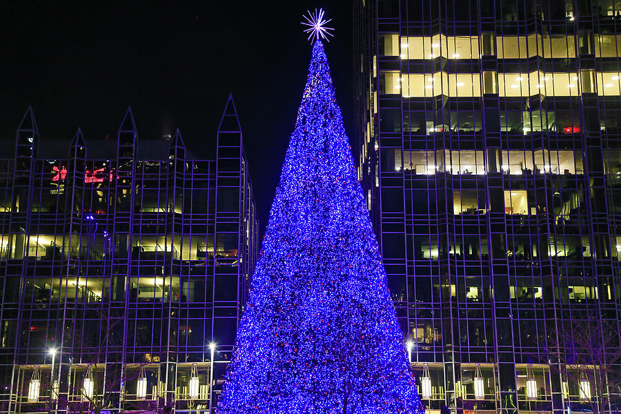 Blue Christmas Tree Photograph