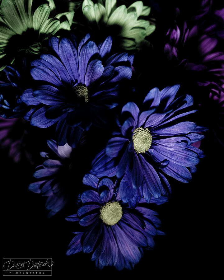 Blue Chrysanthemum Photograph by Darcy Dietrich