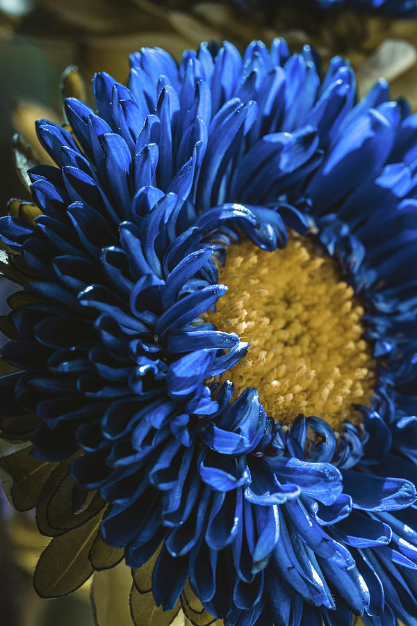 Blue Chrysanthemum Photograph by Martin Alonso