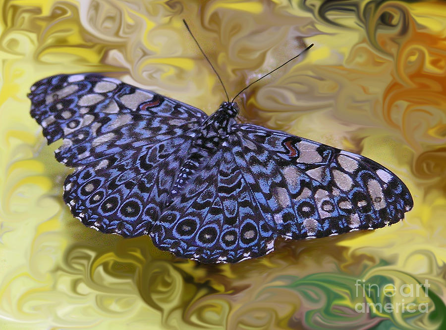 Butterfly Photograph - Blue Clacker by Louise Magno