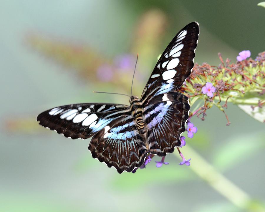 Blue Clipper Butterfly Photograph by Mack Womack - Fine Art America