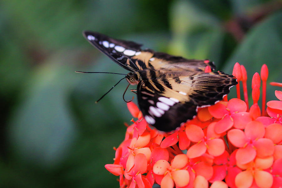 Blue Clipper Butterfly on Orange Flowers Photograph by Dawn Richards