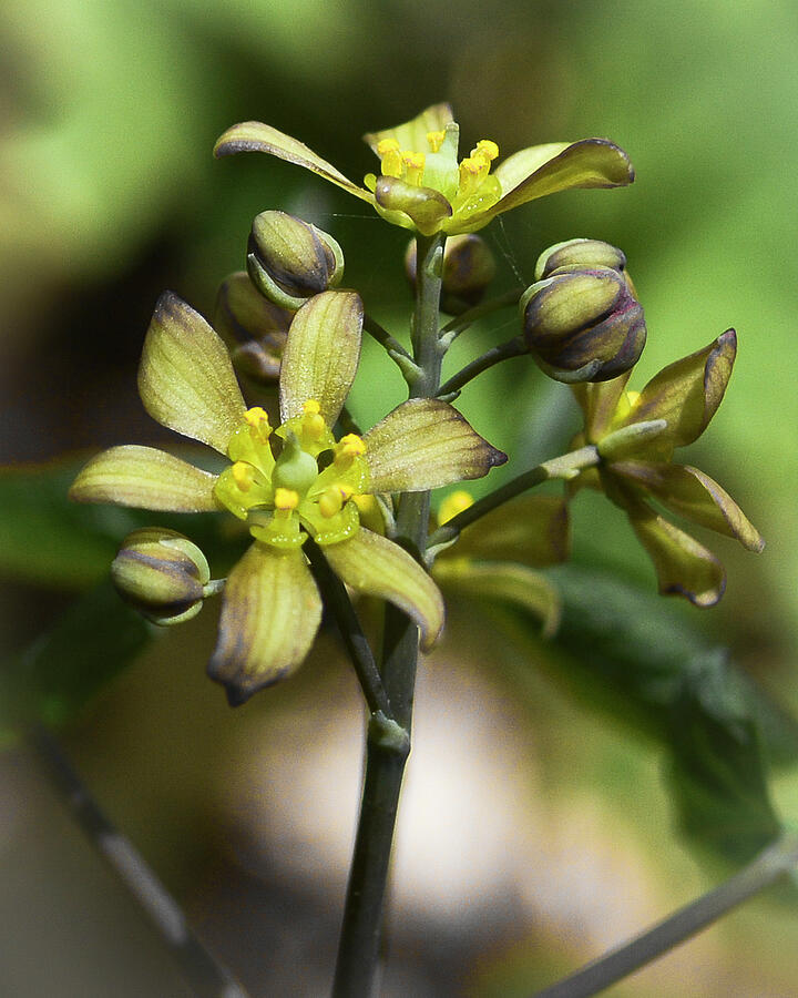 Blue Cohosh Photograph by Tana Reiff Blue Cohosh Photograph by Tana Reiff