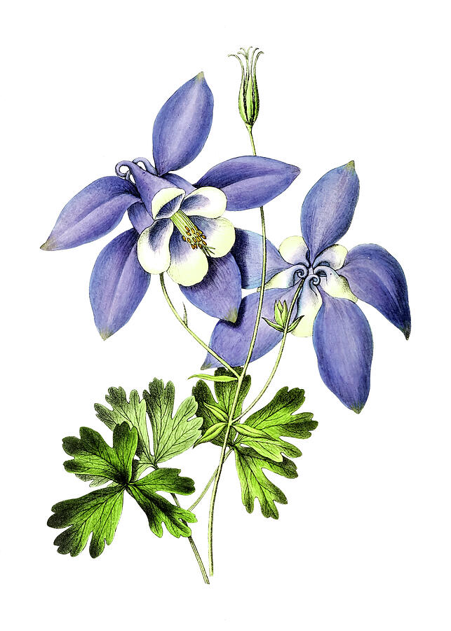 Blue columbine flower Drawing by Mango Art