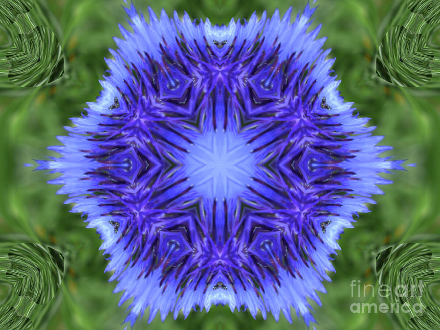 Blue Cornflower Kaleidoscope Digital Art by Charles Robinson