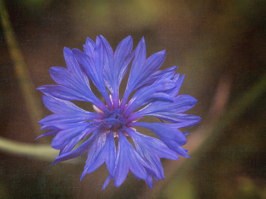 Blue Cornflower Still Life Mixed Media