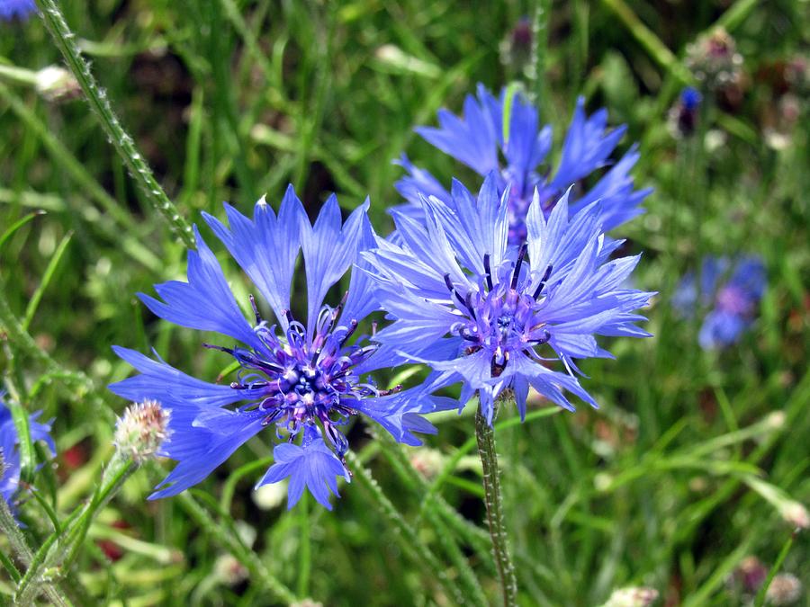 Blue Cornflower Photograph