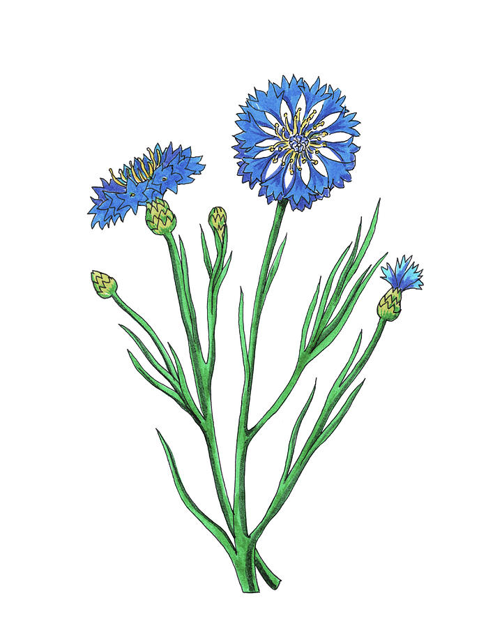 Blue Cornflower Wildflowers Watercolor Flower Botanical Centaurea Cyanus Painting by Irina Sztukowski