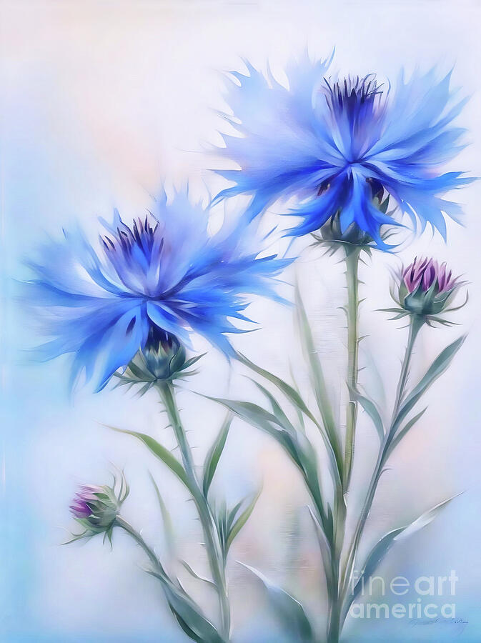 Flower Photograph - Blue Cornflowers by Lynn Bolt