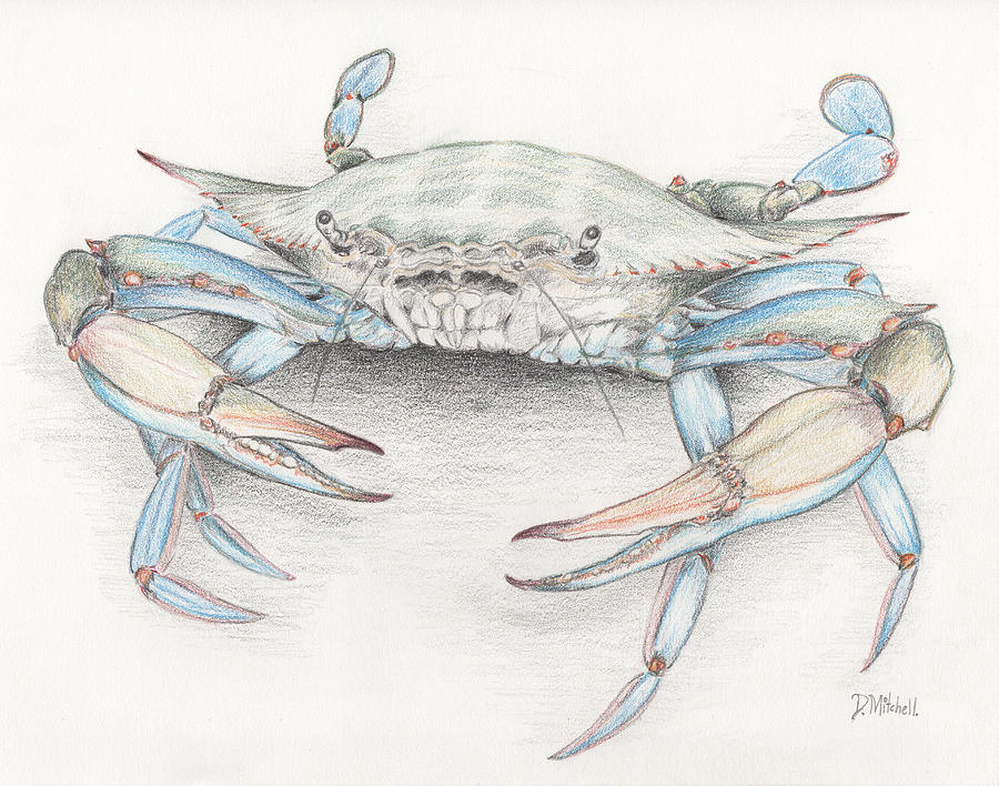 Blue Crab Drawing by Darren Mitchell Fine Art America
