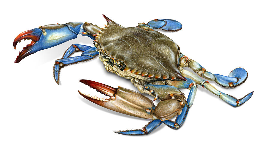 Blue Crab Painting by Dawn Witherington