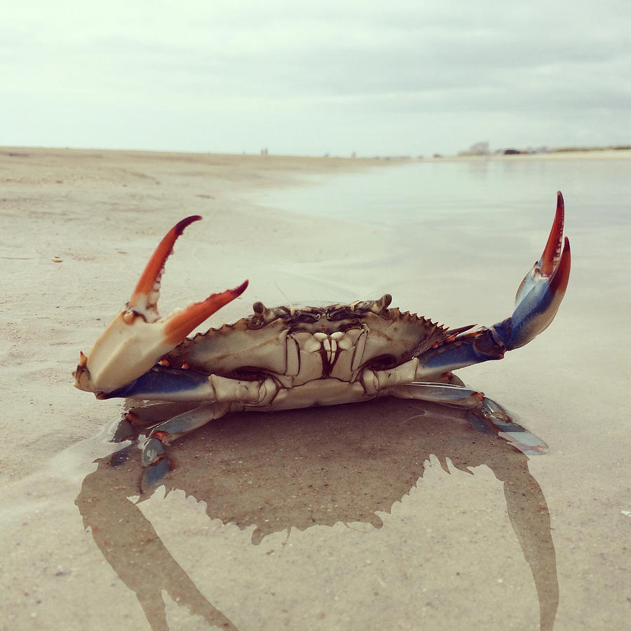 Blue Crab on a Beach Photograph by Cyndi Monaghan