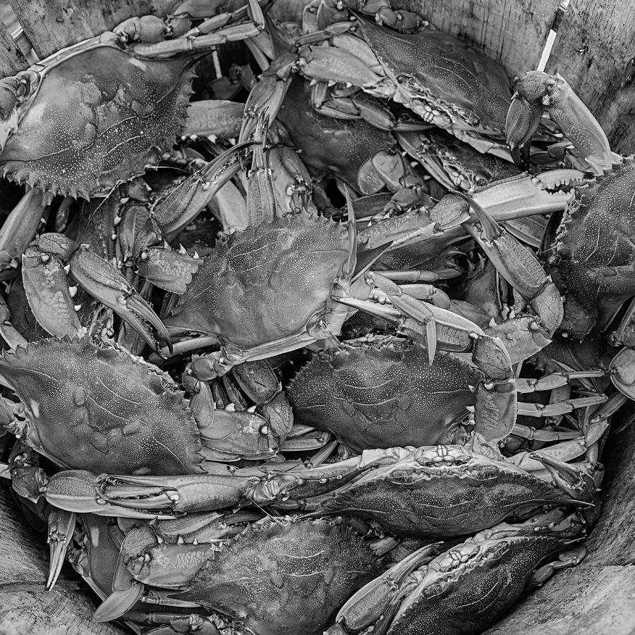 Blue Crabs in Black and White Photograph by Leah Palmer - Fine Art America