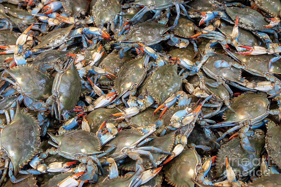 Blue Crabs Photograph by Jim West