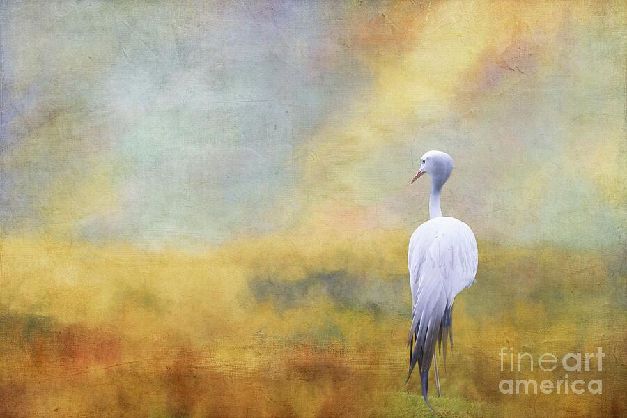 Wildlife Photograph - Blue Crane In The Field by Eva Lechner