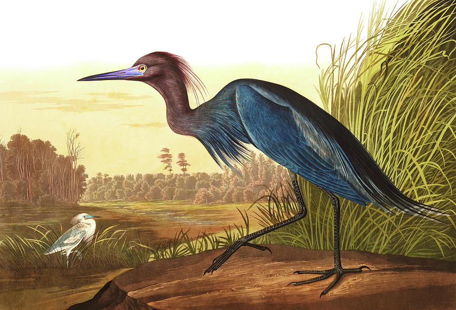 Blue Crane or Heron, Birds of America Painting by John James Audubon ...