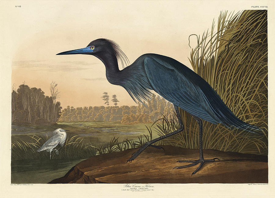 Blue Crane or Heron Drawing by Robert Havell