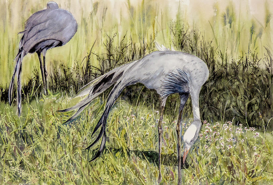 Nature Painting - Blue Cranes Grazing by Vicky Lilla