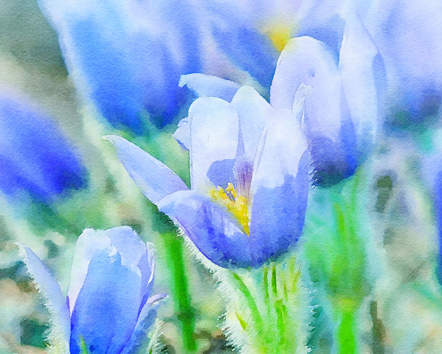 Blue Crocus in Bloom Watercolor Mixed Media by Susan Rydberg
