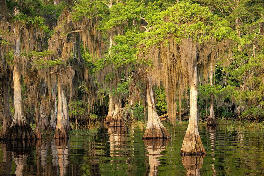 Blue Cypress Lake at Sunrise Photograph by Fran Gallogly - Fine Art America